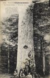 CPA Arbre Environs de Saint Dizier Le grand chene (animee)