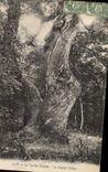 CPA Arbre La Sainte Baume Le grand chene