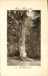 CPA Arbre Foret de Fontainebleau Le Pharamond