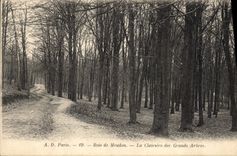 CPA Arbre Bois de Meudon La clairiere des grands arbres