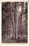 CPA Arbre Foret de Belleme Les sept chenes