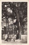 CPA Arbre Berceau de St Vincent de Paul Le chene