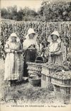 CPA Folklore Vigne Vendanges Champagne Le triage du raisin TOP