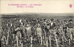CPA Folklore Vigne Vendanges Un Ordon La cueillette TOP