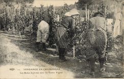 CPA Folklore Vigne Vendanges Champagne Les robes culottes dans les hautes Vignes Yonne TOP