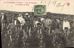 CPA Folklore Vigne Vendanges Champagne La cueillette du raisin TOP 