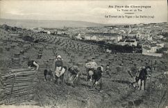 CPA Folklore Vigne Vendanges Champagne Le travail de la vigne La taille TOP