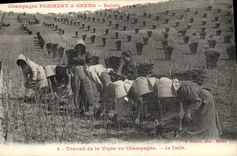 CPA Folklore Vigne Vendanges Champagne ¨Pommery & Greno Reims Travail de la vigne La taille TOP