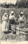 CPA Folklore Vigne Vendanges Champagne Le triage du raisin TOP