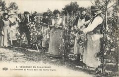CPA Folklore Vigne Vendanges Champagne La cueillette du raisin dans les hautes vignes TOP