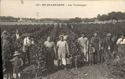 CPA Folklore Vigne Vendanges Champagne TOP