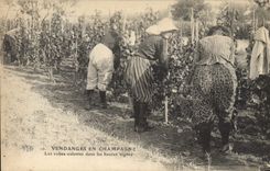 CPA Folklore Vigne Vendanges Champagne Les robes culottes dans les hautes vignes TOP