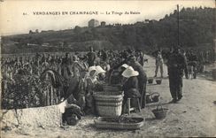 CPA Folklore Vigne Vendanges Champagne Le tirage du raisin TOP
