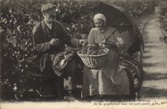 CPA Folklore Vigne Vendanges Champagne Vieux couple