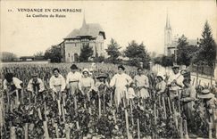 CPA Folklore Vigne Vendanges Champagne La cueillette du raisin