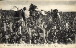 CPA Folklore Vigne Vendanges Champagne Dans les vignes TOP 
