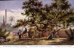 CPA Arbre L'arbre de Marie de Matarije Heliopolis
