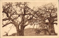 CPA Arbre Compagnie Generale de Navigation a vapeur Cyp Fabre Le phare de Mammelles a Dakar Senegal