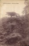 CPA Arbre Teniet el Haad Foret de cedres