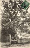 CPA Arbre Allouville Bellefosse Le chene chapelle
