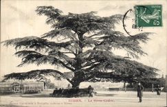 CPA Arbre Nimes Le gros cedre