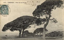 CPA Arbre Cannes Pins de la Bocca
