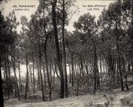 CPA Arbre Pornichet Au bois d'amour Les pins