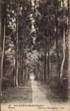 CPA Arbre Ile Sainte Marguerite Allee des Eucalyptus