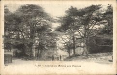 CPA Arbre Paris Cedres du Jardin des plantes 