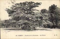 CPA Arbre Nimes Jardin de la fontaine Le cedre