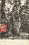 CPA Arbre La Sainte Baume Le grand chene
