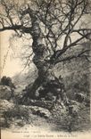 CPA Arbre La Sainte Baume Arbre de la foret