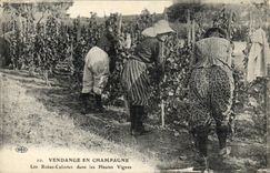 CPA Folklore Vin Vignobles Champagne Vendange en Champagne Les Robes Culottes dans les Hautes Vignes TOP