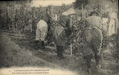 CPA Folklore Vin Vignobles Champagne Vendange en Champagne Les Robes Culottes dans les Hautes Vignes TOP