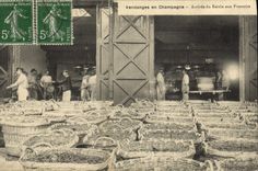 Vintage Postcard Folklore Wine Vineyards Champagne Grape harvest out of Champagne Arrived of the grape at the presses