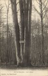 CPA Arbre Foret de Senonces Les 8 chenes