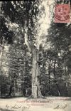 CPA Arbre Foret de Fontainebleau Le Pharamond