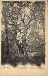 CPA Arbre La Sainte Baume Le grand chene 