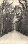 CPA Arbre Foret de Chantilly Avenue des aigles
