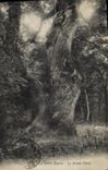 CPA Arbre La Sainte Baume Le grand chene