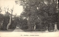 Vintage Postcard Tree Barbizon Dormoir Lantara