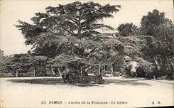 CPA Arbre Nimes Jardin de la Fontaine Le cedre