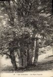 CPA Arbre La Louvesc Les Sept Fayards