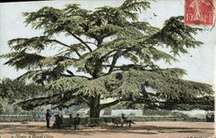 CPA Arbre Nimes Le grand cedre
