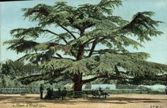 CPA Arbre Nimes Le grand cedre 