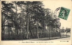 Vintage Postcard Tree Holy Park Maur last fir trees of the park