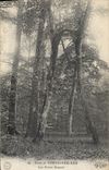 CPA Arbre Foret de Fontainebleau Les freres Siamois