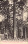 CPA Arbre Foret de Lente Le sapin bronze