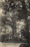 CPA Arbre Dijon Le peuplier de l'arquebuse