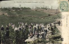 CPA Folklore Vin Vendange Champagne Cote d'Or Les vendanges en Bourgogne TOP